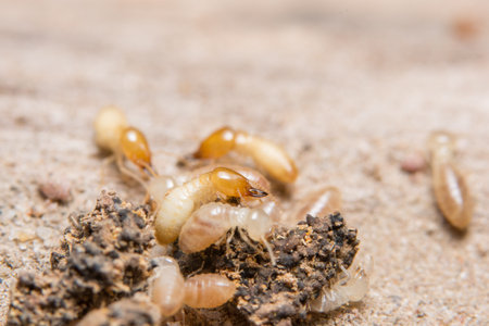 Macro termites are feeding