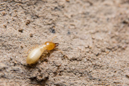 Macro termites are feedingの写真素材