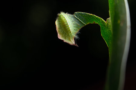 Macro caterpillar on a leaf