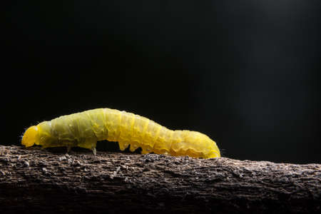 Macro Worm on a Branchの写真素材