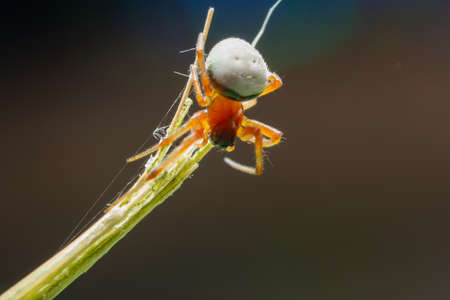 Macro Spider on a green background foliageの写真素材