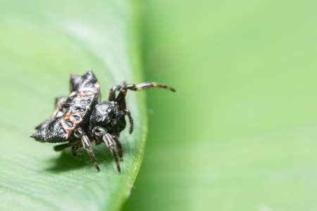 Macro Spider on a green background foliageの写真素材