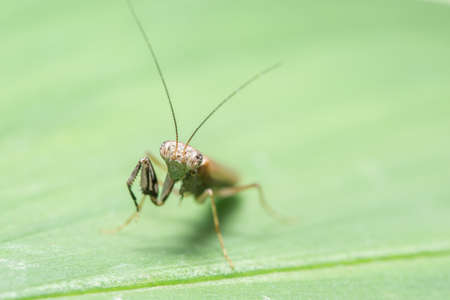 Macro Mantis on brown leavesの写真素材