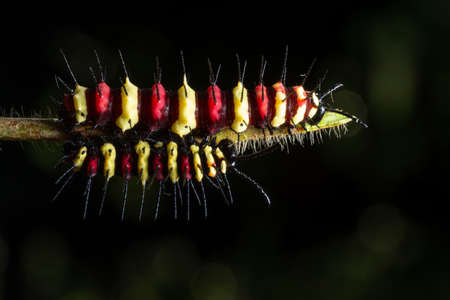Macro caterpillar on a leafの写真素材
