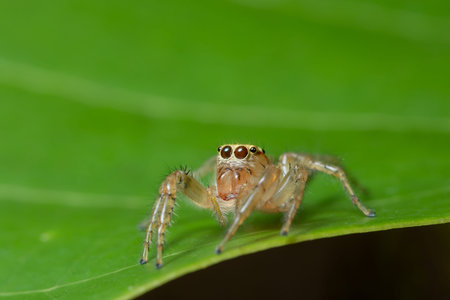 Macro spider on the plant