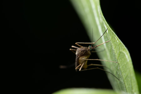 Background macro mosquito on leafの写真素材