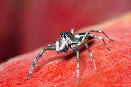 Macro spider on red background