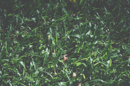 Leaf backgroundの写真素材