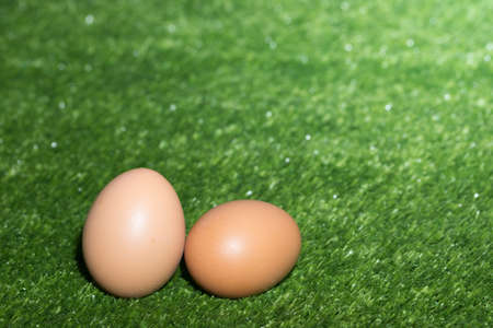 Chicken Eggs  Green Backgroundの写真素材