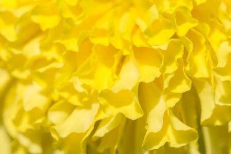 Yellow marigold petals backgroundの写真素材
