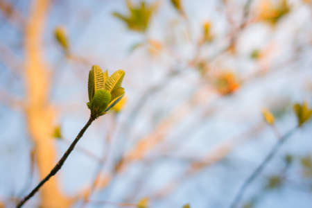 Soft shoots of green leavesの写真素材