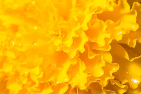 Orange Marigold Backgroundの写真素材