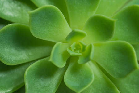 Closeup of a Succulent Plant - view from topの写真素材