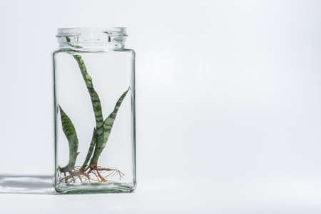 Plant a tree in a bottleの写真素材