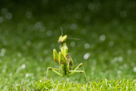 Macro grasshopper on the plant