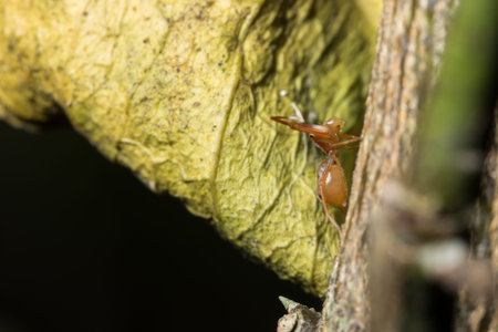 Macro spider orange