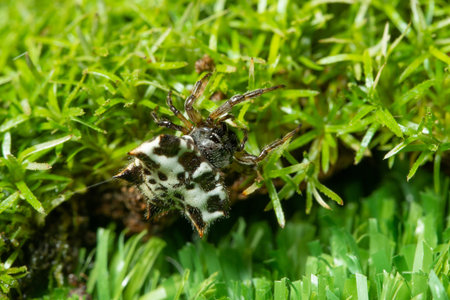 Macro spider on grass forest