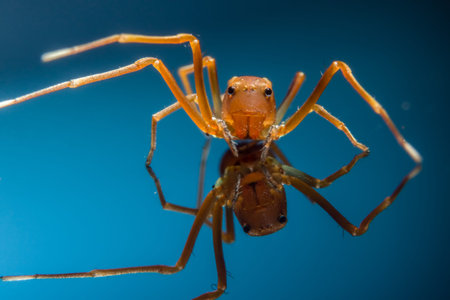 Macro spider in a glass