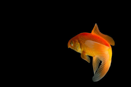 Carp Golden fishの写真素材