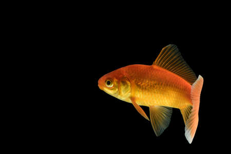 Carp Golden fishの写真素材