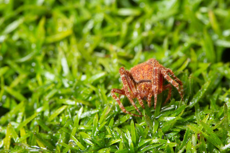 Macro spider on the plant
