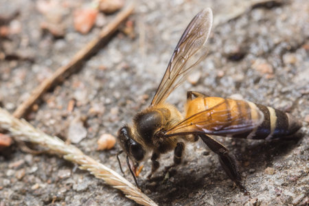 Macro bee on ground