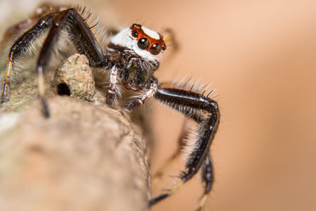 Macro spider on a branch of a leaf