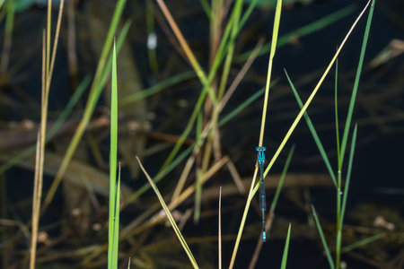 Zygoptera blue macroの写真素材