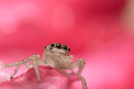 Macro spider on a branch of a leaf