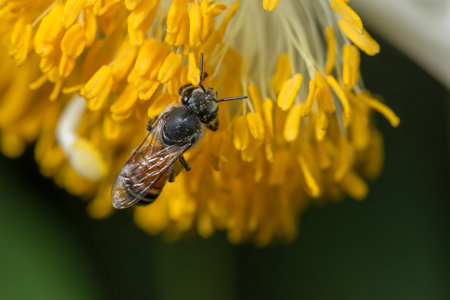 Bees find food on flowers