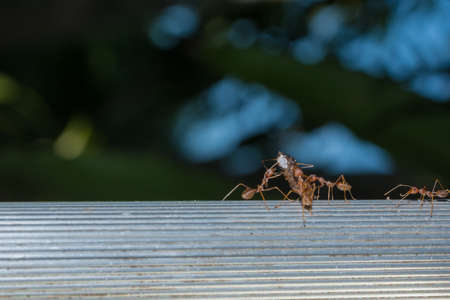 Close up  ant  redの写真素材