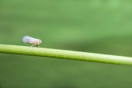 Macro Leafhopper on the plantの写真素材