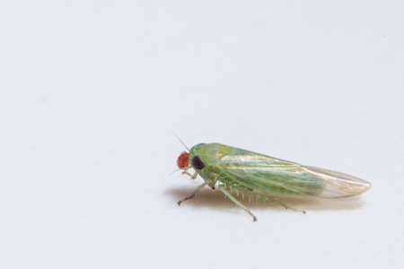 Macro Leafhopper White Backgroundの写真素材