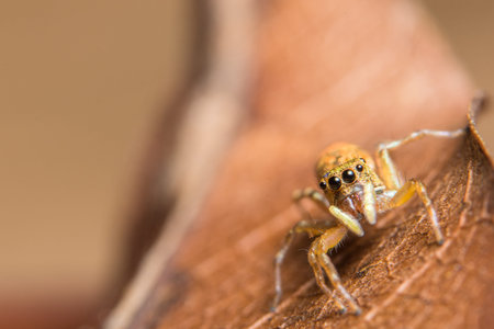 Macro spider on dry leaf