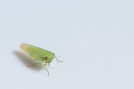 Macro Leafhopper White Background