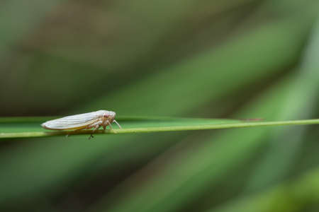 Macro Leafhopper on the plantの写真素材