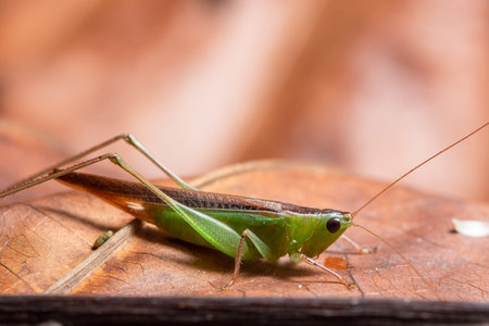 Green Grasshopper Macro