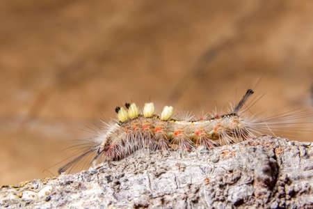 Macro Worm on a Branchの写真素材