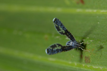 Insects on leavesの写真素材
