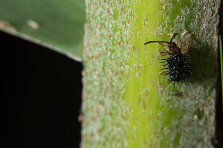 Macro insect on the plant