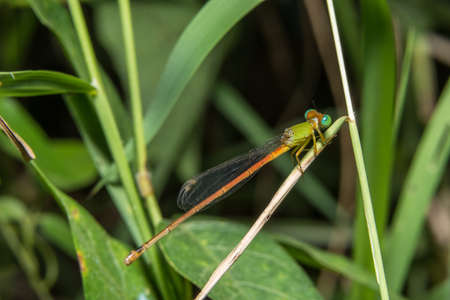 Macro dragonfly on the plantの写真素材
