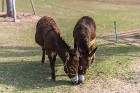 horses in the zoo