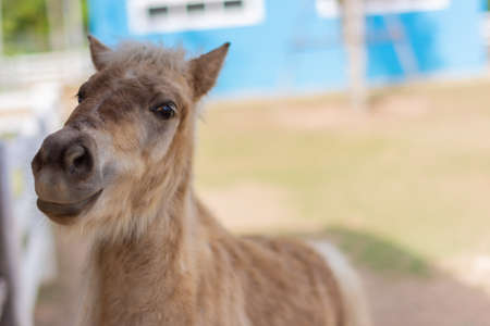 horses in the zooの写真素材