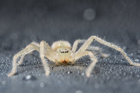 Take a close-up spider