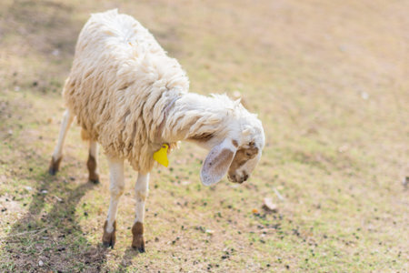 Sheep in the zoo