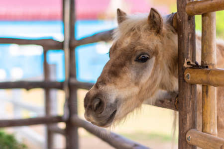 horses in the zooの写真素材
