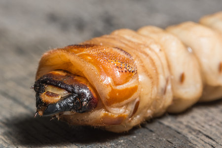 Macro worm on the plant