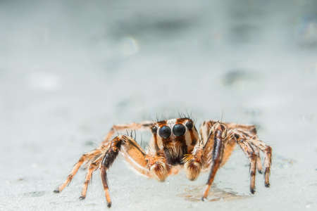 Take a close-up spiderの写真素材