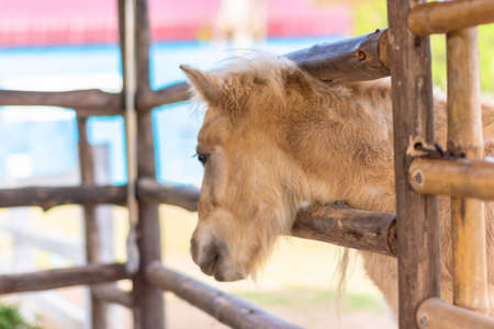 horses in the zooの写真素材