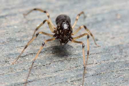 Macro Spider on a Wood